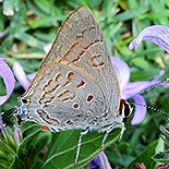 Deudorix dinochares female